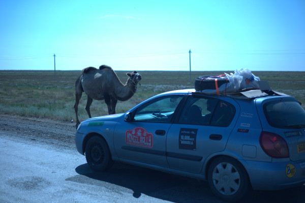 Kazakh camels are unsure of Jon Hay.