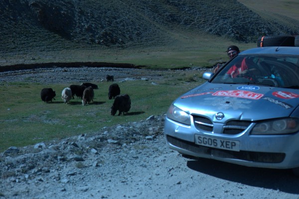 Celebrating 11,000 miles with the yaks of Mongolia